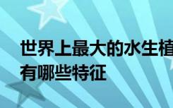 世界上最大的水生植物是哪种 该水生植物都有哪些特征