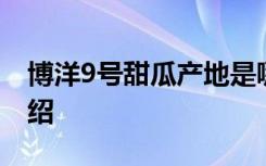 博洋9号甜瓜产地是哪里 博洋9号甜瓜产地介绍