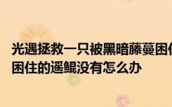 光遇拯救一只被黑暗藤蔓困住的鲲 光遇拯救一只被黑暗藤蔓困住的遥鲲没有怎么办