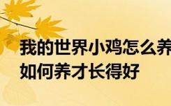 我的世界小鸡怎么养才长得好 我的世界小鸡如何养才长得好