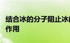 结合冰的分子阻止冰的生长起到天然防冻剂的作用