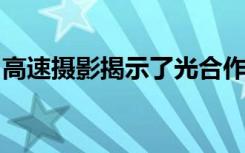 高速摄影揭示了光合作用过程中的蛋白质变化