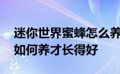 迷你世界蜜蜂怎么养才长得好 迷你世界蜜蜂如何养才长得好