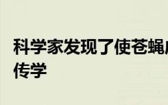 科学家发现了使苍蝇成为冠军飞行者的潜在遗传学