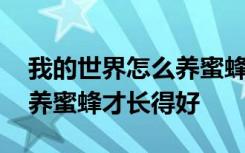 我的世界怎么养蜜蜂才长得好 我的世界如何养蜜蜂才长得好