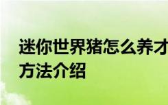 迷你世界猪怎么养才长得好 迷你世界猪喂养方法介绍