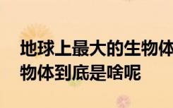 地球上最大的生物体是什么 地球上最大的生物体到底是啥呢