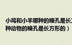 小鸡和小羊哪种的瞳孔是长方形的（小鸡宝宝考考你以下哪种动物的瞳孔是长方形的）