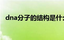 dna分子的结构是什么结构（有什么特点）