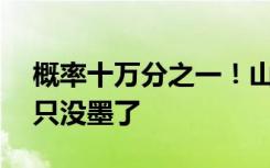 概率十万分之一！山东一动物园白虎产4仔1只没墨了