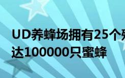 UD养蜂场拥有25个殖民地每个殖民地都有多达100000只蜜蜂