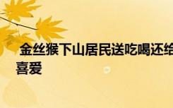  金丝猴下山居民送吃喝还给扇扇子 为什么金丝猴下山惹人喜爱