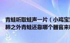 青蛙听取蛙声一片（小鸡宝宝考考你夏季雨后蛙声一片除了肺之外青蛙还靠哪个器官来呼吸）