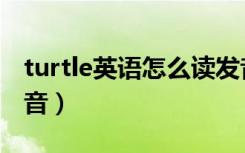 turtle英语怎么读发音（turtle英语怎么读发音）