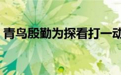 青鸟殷勤为探看打一动物（青鸟殷勤为探看）