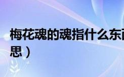 梅花魂的魂指什么东西（梅花魂的魂指什么意思）