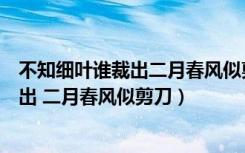 不知细叶谁裁出二月春风似剪刀是什么修辞（不知细叶谁裁出 二月春风似剪刀）