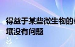 得益于某些微生物的帮助这些西红柿的盐渍土壤没有问题