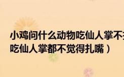 小鸡问什么动物吃仙人掌不扎嘴（小鸡宝宝考考你什么动物吃仙人掌都不觉得扎嘴）