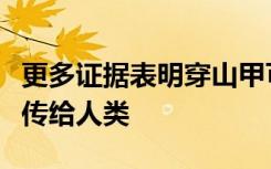 更多证据表明穿山甲可能已将冠状病毒从蝙蝠传给人类