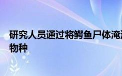 研究人员通过将鳄鱼尸体淹没在海中来发现食骨头蠕虫的新物种