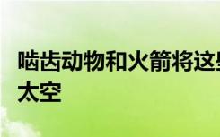 啮齿动物和火箭将这些研究人员的梦想带到了太空