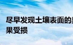 尽早发现土壤表面的臭氧有助于防止葡萄和苹果受损