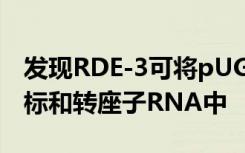 发现RDE-3可将pUG尾巴添加到RNA干扰靶标和转座子RNA中