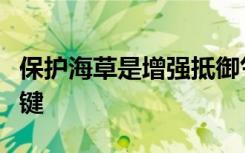 保护海草是增强抵御气候变化和灾害能力的关键