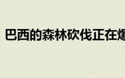 巴西的森林砍伐正在爆发到了2020年将更糟