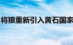 将狼重新引入黄石国家公园与柳树的恢复有关