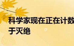 科学家现在正在计数鲸鱼数量 以保护它们免于灭绝