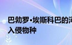 巴勃罗·埃斯科巴的河马现已成为哥伦比亚的入侵物种