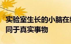 实验室生长的小脑在细胞亚型基因表达方面不同于真实事物