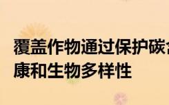 覆盖作物通过保护碳含量帮助农民维持土壤健康和生物多样性