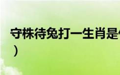 守株待兔打一生肖是什么（守株待兔打一生肖）