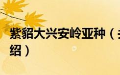 紫貂大兴安岭亚种（关于紫貂大兴安岭亚种介绍）