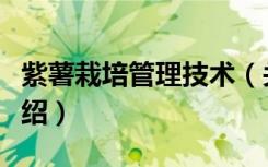 紫薯栽培管理技术（关于紫薯栽培管理技术介绍）