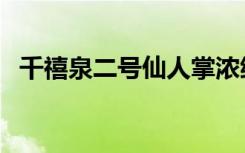 千禧泉二号仙人掌浓缩饮料价格（千禧泉）