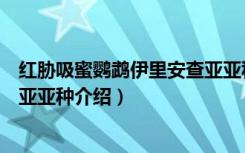 红胁吸蜜鹦鹉伊里安查亚亚种（关于红胁吸蜜鹦鹉伊里安查亚亚种介绍）