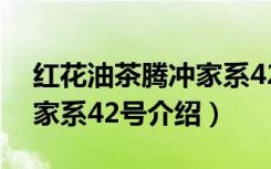 红花油茶腾冲家系42号（关于红花油茶腾冲家系42号介绍）