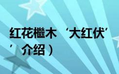 红花檵木‘大红伏’（关于红花檵木‘大红伏’介绍）