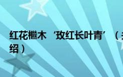 红花檵木‘玫红长叶青’（关于红花檵木‘玫红长叶青’介绍）