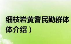 细枝岩黄耆民勤群体（关于细枝岩黄耆民勤群体介绍）