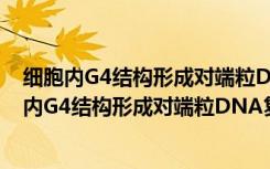 细胞内G4结构形成对端粒DNA复制影响的研究（关于细胞内G4结构形成对端粒DNA复制影响的研究介绍）