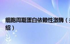 细胞周期蛋白依赖性激酶（关于细胞周期蛋白依赖性激酶介绍）