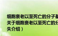 细胞衰老以至死亡的分子基础--线粒体DNA的损伤与缺失（关于细胞衰老以至死亡的分子基础--线粒体DNA的损伤与缺失介绍）