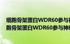 细胞骨架蛋白WDR60参与神经管畸形发生的机制（关于细胞骨架蛋白WDR60参与神经管畸形发生的机制介绍）