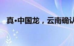 真•中国龙，云南确认两个中国龙属新物种