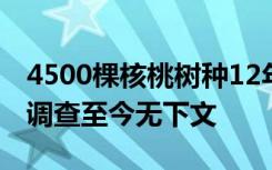 4500棵核桃树种12年被人齐根锯断，报警后调查至今无下文